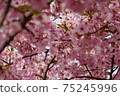 Kawazu cherry blossoms in a park near Higashi-Urawa Station 75245996