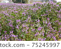 Flower field unknown flower name 75245997