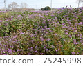  Flower garden 75245998