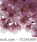 Kawazu cherry blossoms in a park near Higashi-Urawa Station 75245999