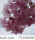Kawazu cherry blossoms in a park near Higashi-Urawa Station 75246000