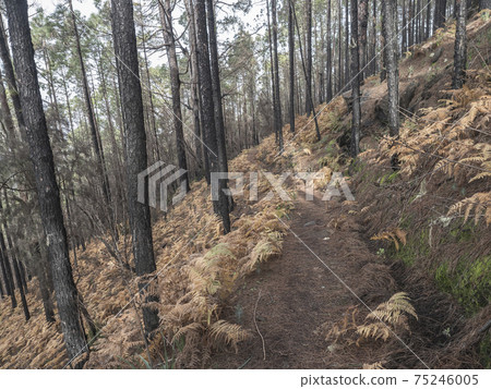 Mysterious foggy forest at Nature park Tamadaba year after wildfire, partially burnt Canary pine tree with dry orange fern on forest flor, selective focus. Gran Canaria, Canary Islands, Spain. 75246005