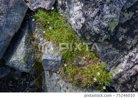 Iwatsumexa Iwatsumexa 75246010