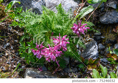 Miyama Shogama 75246032