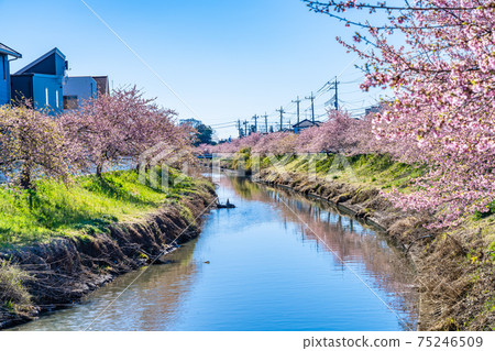 Spring in Japan Saitama Washinomiya Aogehori River Kawazu Sakura Spring in Japan Saitama Washinomiya Aogehori River Kawazu Sakura 75246509