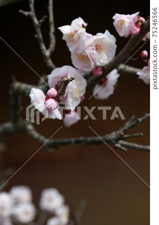 Four seasons walk Spring Furumachi Hinamatsuri 75246566