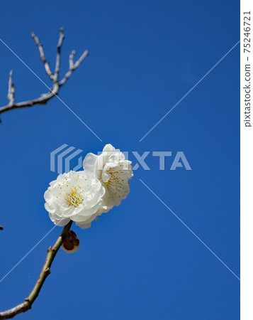 Plum blossom  75246721