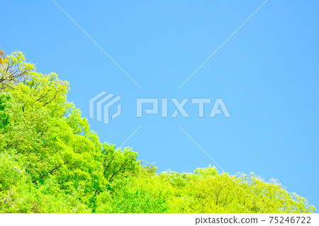 Fresh green and blue sky Fresh green and blue sky 75246722