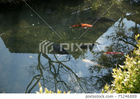 Four seasons walk Spring Furumachi Hinamatsuri Four seasons walk Spring Furumachi Hinamatsuri 75246889