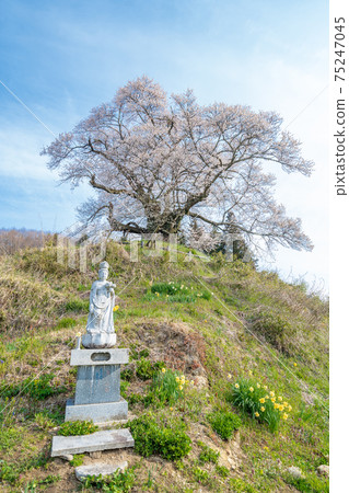 來自“群馬縣”的Higanzakura 來自“群馬縣”的Higanzakura 75247045