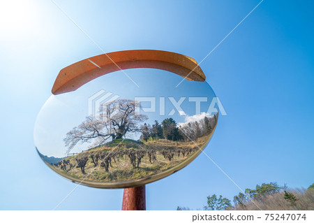 "Gunma Prefecture" Higanzakura of discovery reflected in the curved mirror 75247074