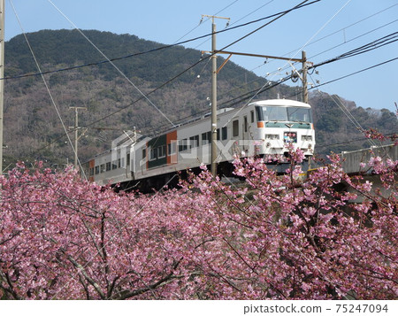 Odoriko and Kawazu Sakura Odoriko and Kawazu Sakura 75247094