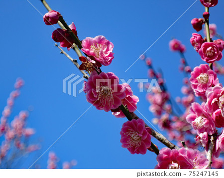 Plum blossom  75247145