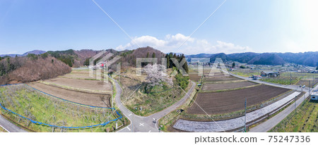 Higanzakura from the aerial view "Gunma Prefecture" 75247336