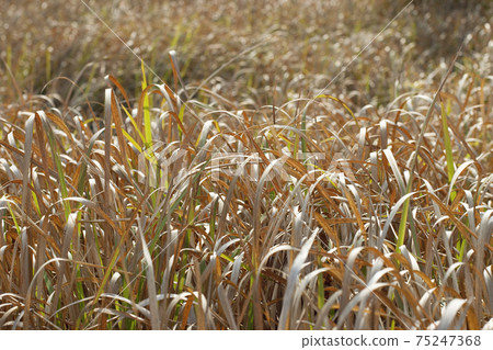 Meadow with tall dryed out grass in the autumn at Sha Lo Tung, hk Meadow with tall dryed out grass in the autumn at Sha Lo Tung, hk 75247368