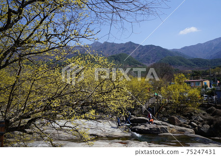 求禮郡山水村，春天的花朵，黃色 75247431