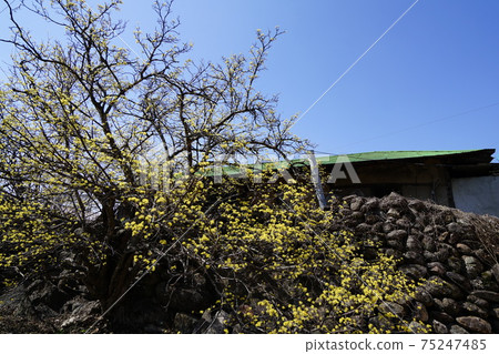 Gurye-gun. Sansuyu Village. Spring flowers. Yellow Gurye-gun. Sansuyu Village. Spring flowers. Yellow 75247485