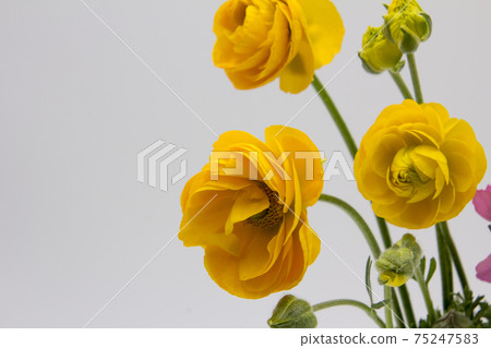 Cut flowers of Ranunculus 75247583