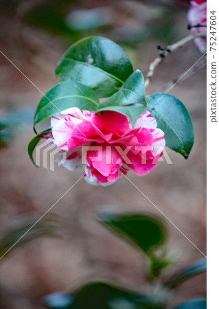 山茶花 山茶花 75247604