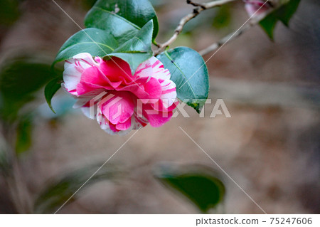 山茶花 75247606
