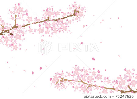 櫻花花瓣跳舞的背景2 櫻花花瓣跳舞的背景2 75247626