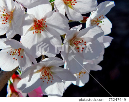 Flowers Flowers 75247649