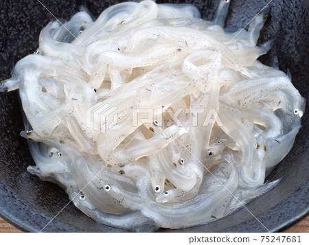 Salangidae sashimi Salangidae sashimi 75247681