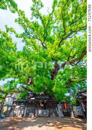 Kaoru Kaoru of Mishima Shrine 75247686