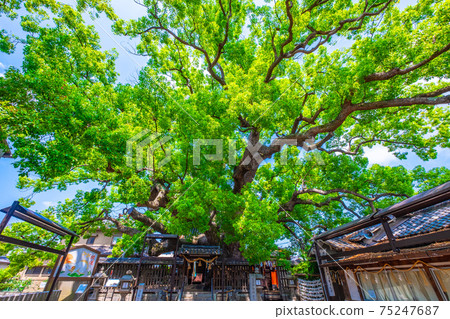 Kaoru Kaoru of Mishima Shrine Kaoru Kaoru of Mishima Shrine 75247687