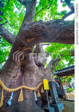 Kaoru Kaoru of Mishima Shrine Kaoru Kaoru of Mishima Shrine 75247693