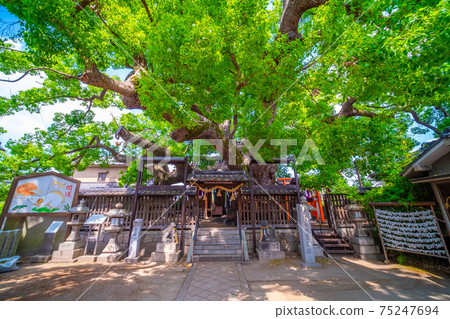 Kaoru Kaoru of Mishima Shrine 75247694