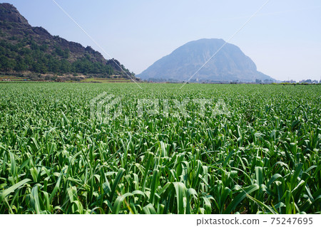 Sanbangsan Mountain and Garlic Field Sanbangsan Mountain and Garlic Field 75247695