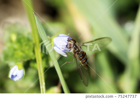 Marmalade hoverfly and Persian speedwell 75247737