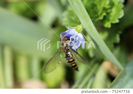 橘子果醬飛翔和波斯Speedwell 75247738