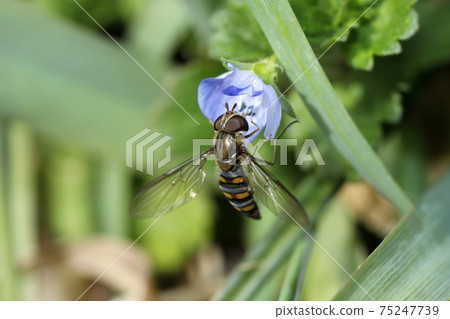橘子果醬飛翔和波斯Speedwell 橘子果醬飛翔和波斯Speedwell 75247739