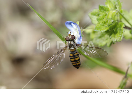 橘子果醬飛翔和波斯Speedwell 橘子果醬飛翔和波斯Speedwell 75247740
