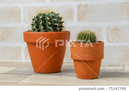 Cactus, yellow ball, gardening, heritage, plant, foliage plant, green, thorn, nature, green, gardening, succulent Cactus, yellow ball, gardening, heritage, plant, foliage plant, green, thorn, nature, green, gardening, succulent 75247789