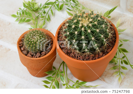 Cactus, yellow ball, gardening, heritage, plant, foliage plant, green, thorn, nature, green, gardening, succulent 75247798