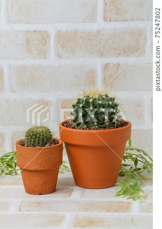 Cactus, yellow ball, gardening, heritage, plant, foliage plant, green, thorn, nature, green, gardening, succulent Cactus, yellow ball, gardening, heritage, plant, foliage plant, green, thorn, nature, green, gardening, succulent 75247802