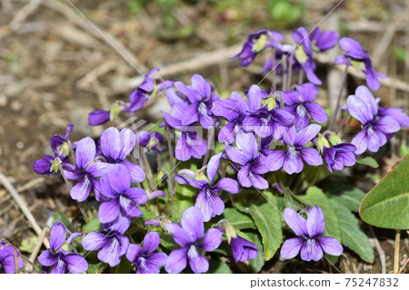 Big stock viola yedoen Big stock viola yedoen 75247832
