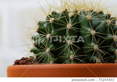 仙人掌,黃球,植物,觀葉植物,綠色,荊棘,性質,園藝,寄居棕櫚,肉質,園藝,盆栽 仙人掌,黃球,植物,觀葉植物,綠色,荊棘,性質,園藝,寄居棕櫚,肉質,園藝,盆栽 75247853