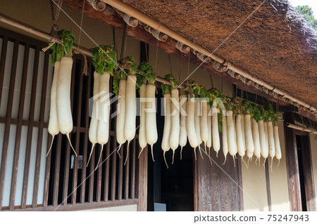 蘿蔔幹在茅草屋頂的老房子裡 蘿蔔幹在茅草屋頂的老房子裡 75247943