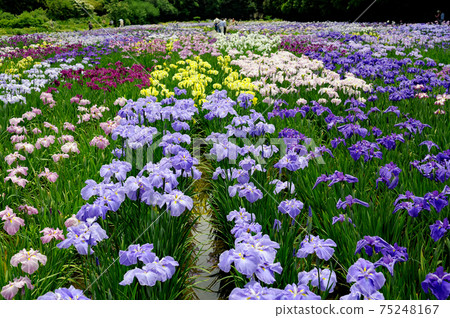 Iris garden 75248167