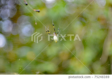 Nephila spider 75248169