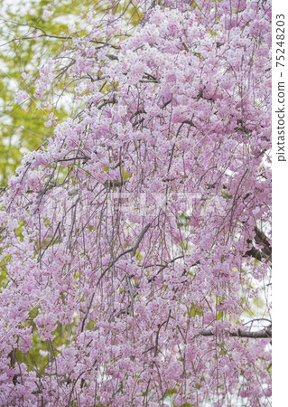 垂枝櫻花盛開垂枝櫻花盛開垂枝櫻花刷新 垂枝櫻花盛開垂枝櫻花盛開垂枝櫻花刷新 75248203