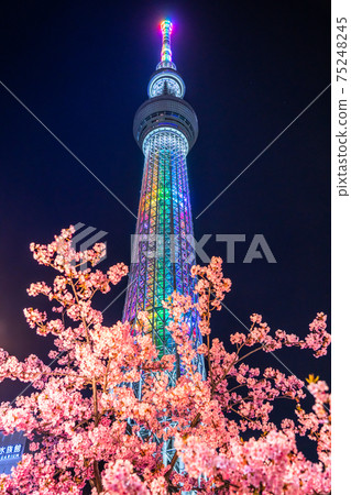 《東京》天空之樹和川津櫻・東京春天 75248245