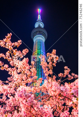 《東京》天空之樹和川津櫻・東京春天 75248246