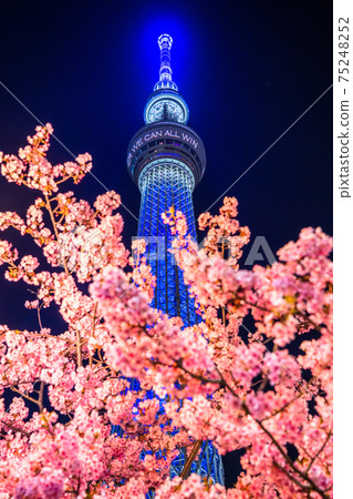 《東京》天空之樹和川津櫻・東京春天 75248252