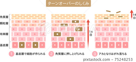 周轉機理皮膚橫斷面圖 75248253