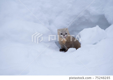Ezokuroten coming out of the snow hole 75248285